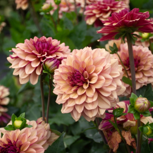 Dahlia Crème de Congnac