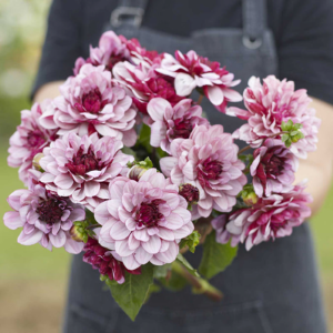 Dahlia Crème de Cassis