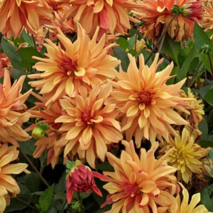 Dahlia French Cancan