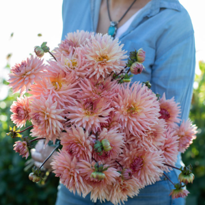 Dahlia Henriette