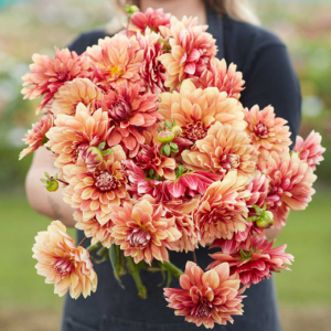 Dahlia Miss Brandy