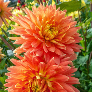 Dahlia Motto