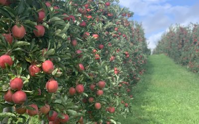 Fruit Trees