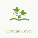 Ground Cover