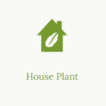 House Plant