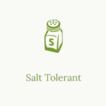 Salt Tolerant