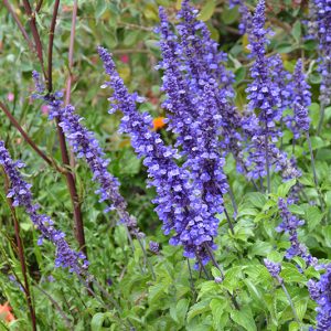 Salvia Blue Bedder