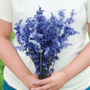 Salvia Victoria Blue