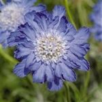 Deep Blue