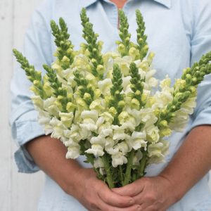 Snapdragon Potomac Series