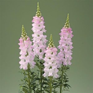 Snapdragon Legend Series