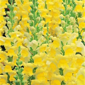 Snapdragon Overture Series