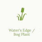 Waters Edge or Bog Plant