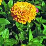 Golden Yellow